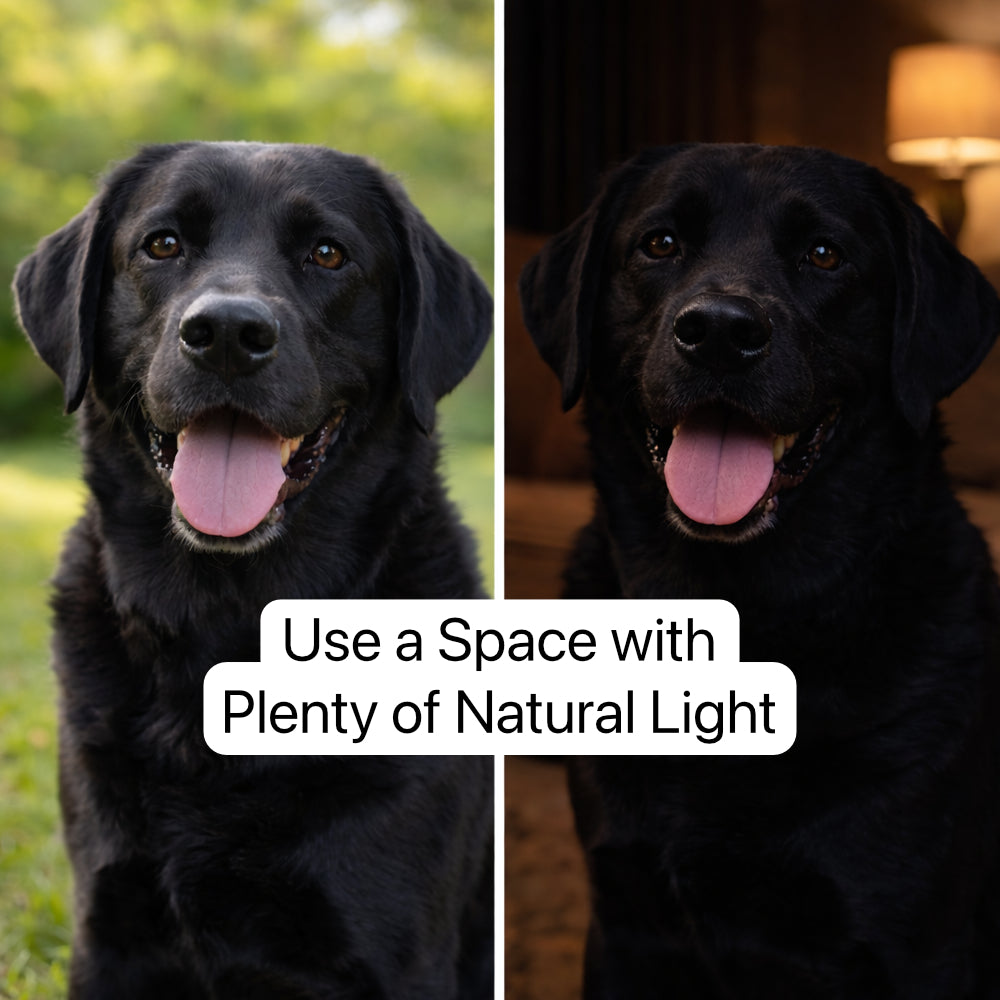 Dog Photo Guideline for Pet Portrait