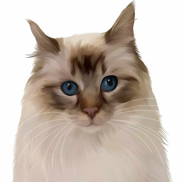 Hand Drawn Pet Portrait of White Cat