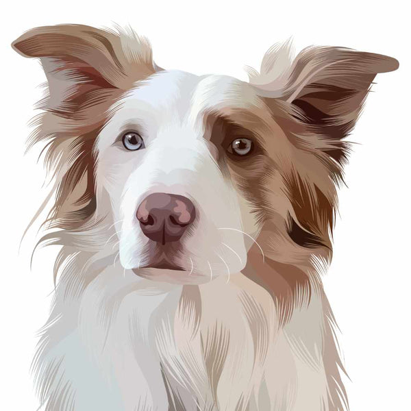 Hand Drawn Custom Dog Portrait of white and brown dog