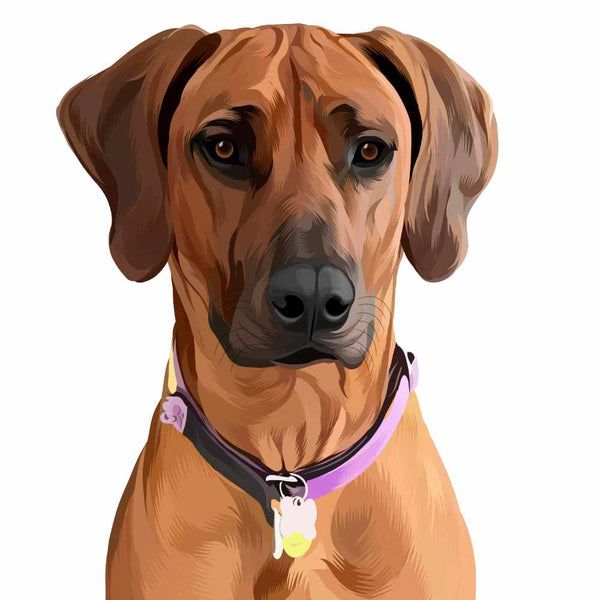 Custom Hand Drawn Pet Portrait of brown dog with pink collar